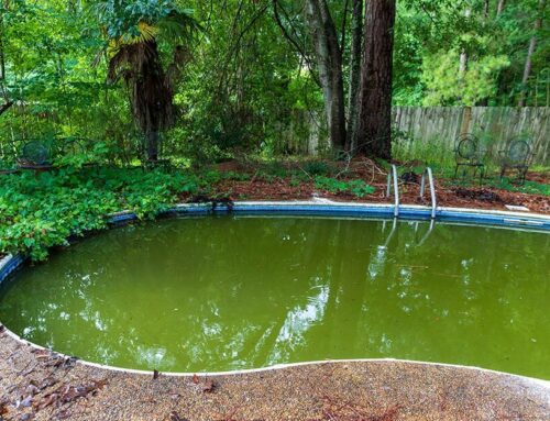 How to Get Rid of Pool Algae: Step by Step Guide
